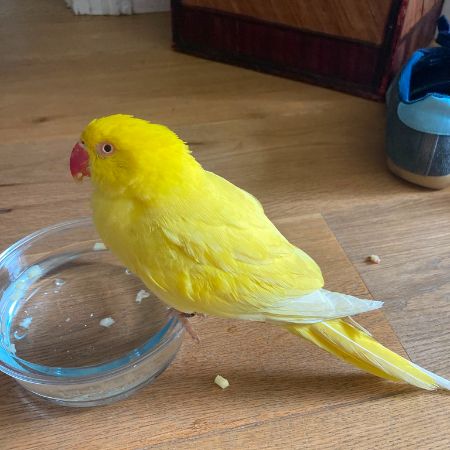Found Budgie Birds in Bristol