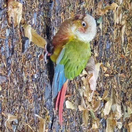Found Parrot, Parakeet Birds in FOUND In Rowlands Castle