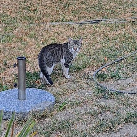 Found British Short Hair Cats in London