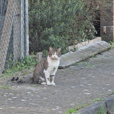 Found Tabby Cats in Found In Bristol