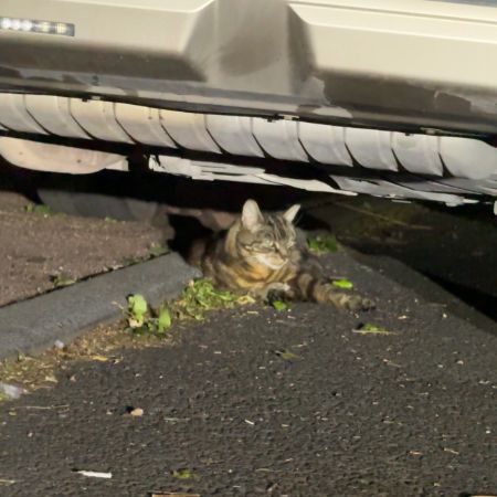 Found Bengal Cats in Gateshead