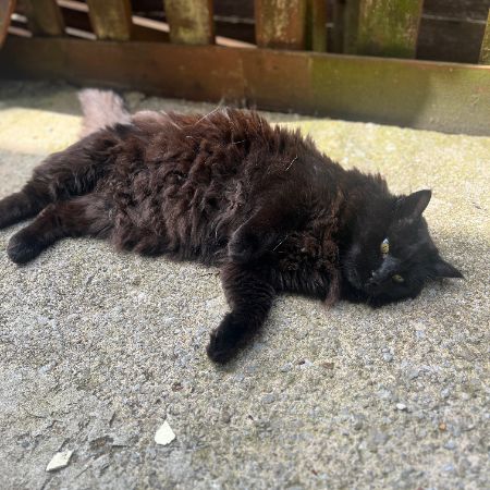 Found Unknown - Other Cats in Dursley 