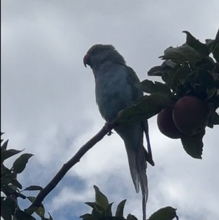 Found Parrot, Parakeet Birds in Leicester 