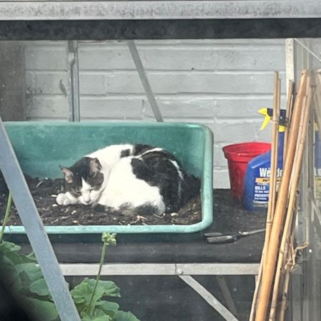 Found Unknown - Other Cats in Duston Northampton 