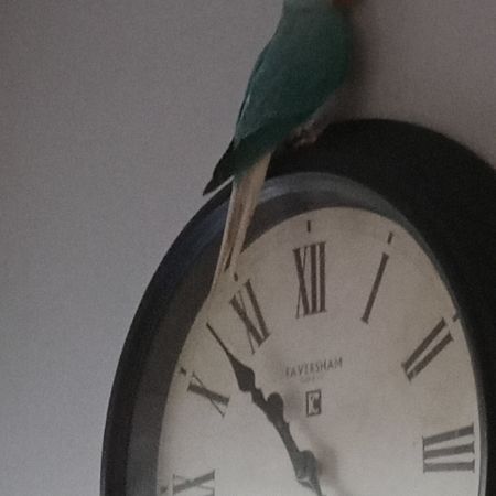 Found Parrot, Parakeet Birds in Bedford
