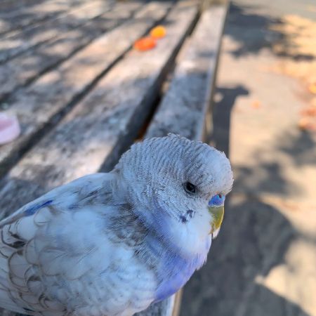 Found Budgie Birds in Chaddesley Corbett