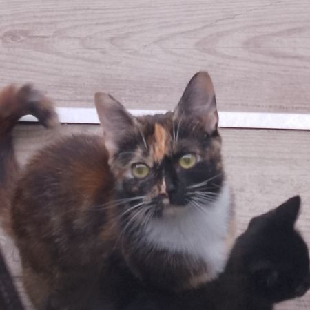 Found Moggy Cats in Pontefract