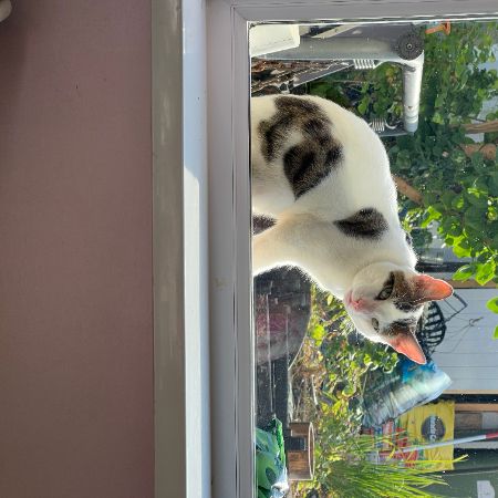 Found Domestic Short Hair Cats in Bargoed