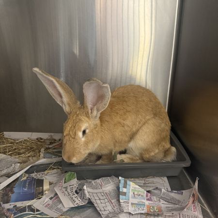 Found Unknown - Other Rabbits in London