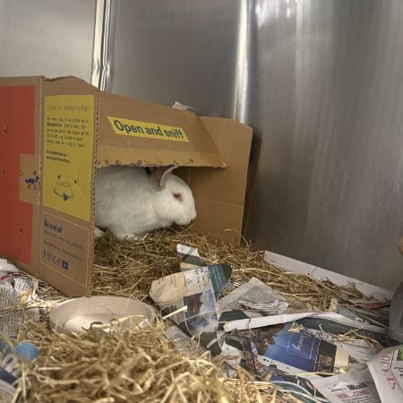 Found Unknown - Other Rabbits in Arnos Grove