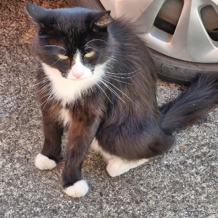Found Unknown - Other Cats in Nottingham