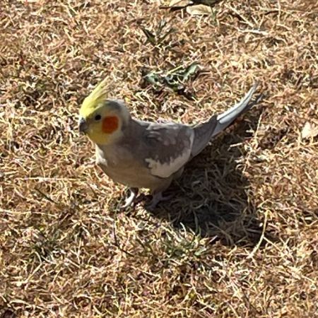 Found Cockatiel Birds in Unknown
