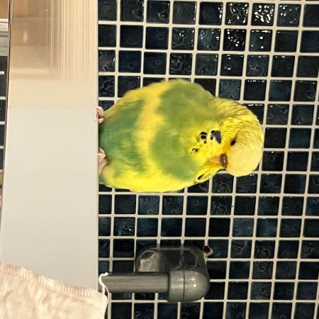 Found Budgie Birds in Manchester 
