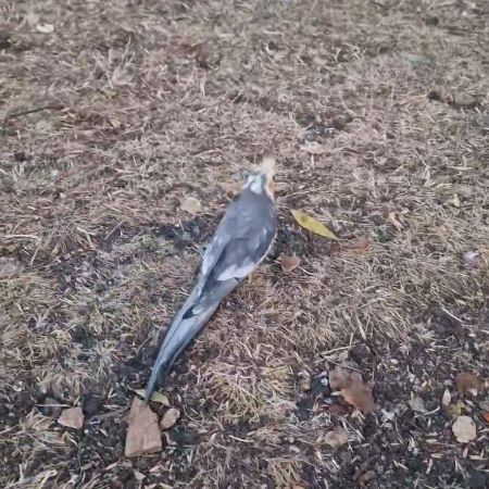 Found Cockatiel Birds in Greenford, UB6 8