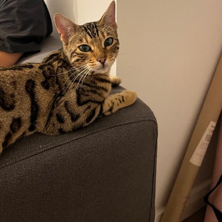 Found Domestic Short Hair Cats in Rusholme, Manchester