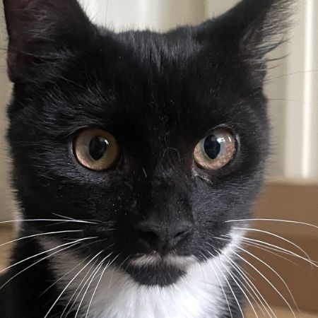 Found Domestic Short Hair Cats in London