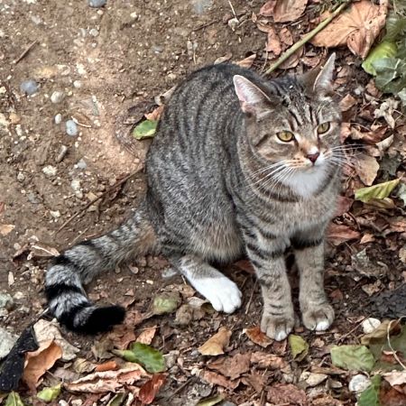 Found Tabby Cats in London