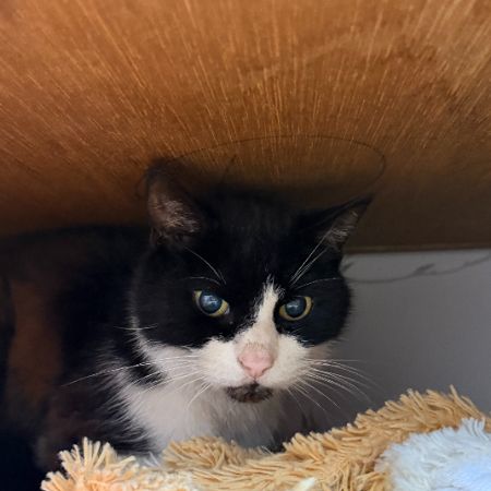 Found Domestic Short Hair Cats in Byfleet