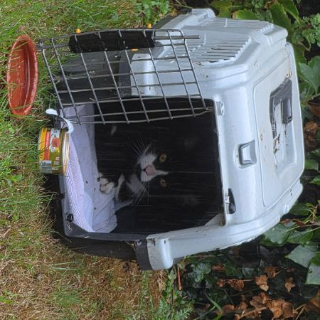 Found Unknown - Other Cats in Ryarsh