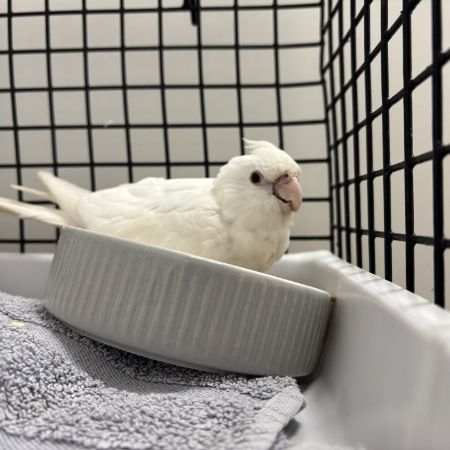 Found Cockatiel Birds in Reading
