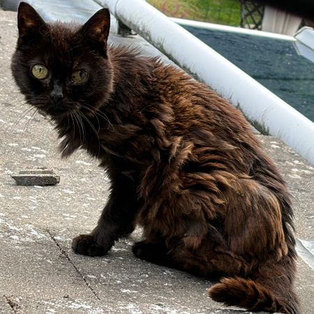 Found Mixed Breed Cats in Crawley