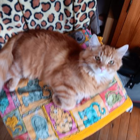 Found Unknown - Other Cats in NOTTINGHAM