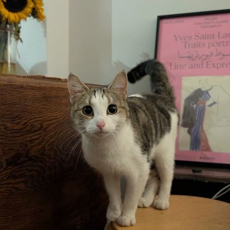 Found Domestic Short Hair Cats in Hammersmith