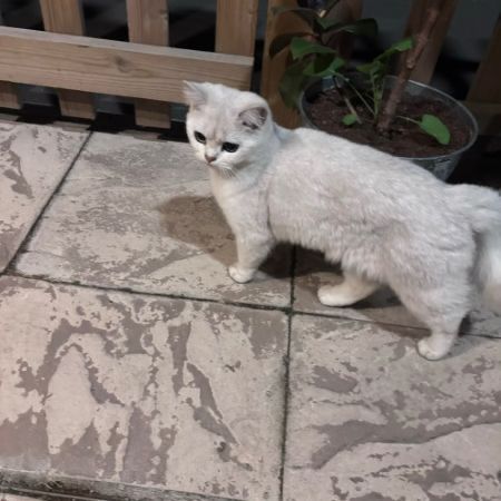 Found British Short Hair Cats in Islington 