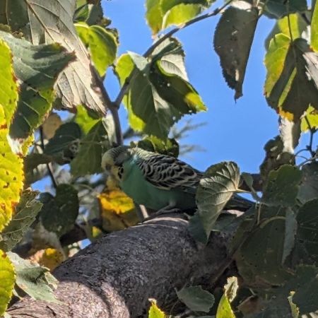 Found Budgie Birds in Found In Ealing Broadway 