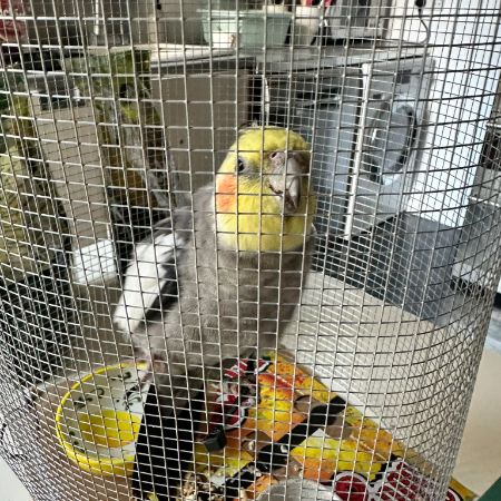 Found Cockatiel Birds in Brent London