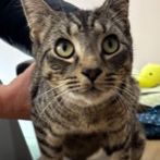 Found Tabby Cats in Burnley
