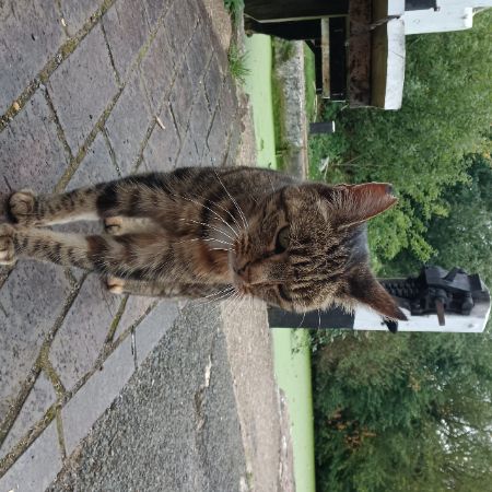 Found Tabby Cats in Hanwell