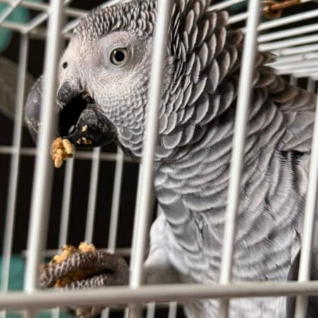 Found Parrot, Parakeet Birds in West Mids 