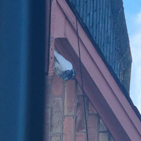 Found Pigeon Birds in Leicester 