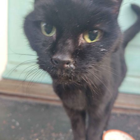 Found Domestic Short Hair Cats in Leicester