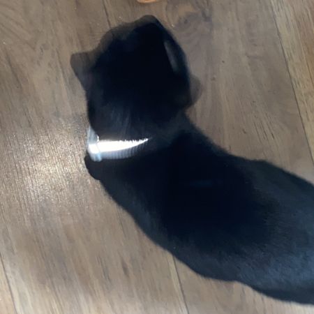 Found Unknown - Other Cats in Erith