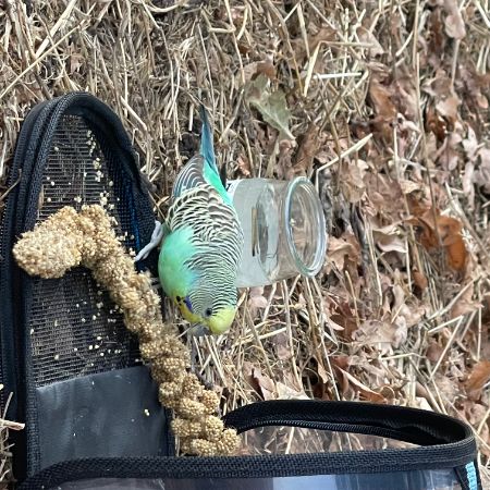 Found Budgie Birds in Ealing 