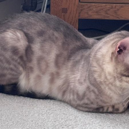 Found Bengal Cats in Birmingham 