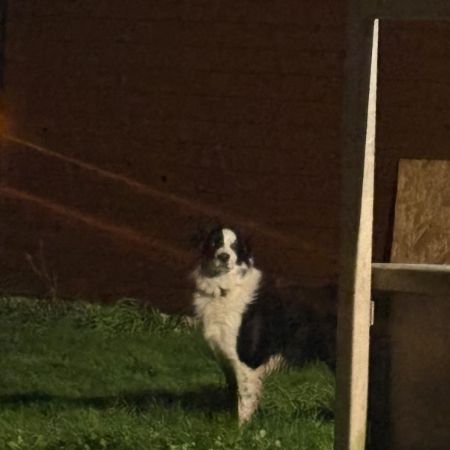 Found Sheepdog Dogs in Found Between Loughgall And Portadown