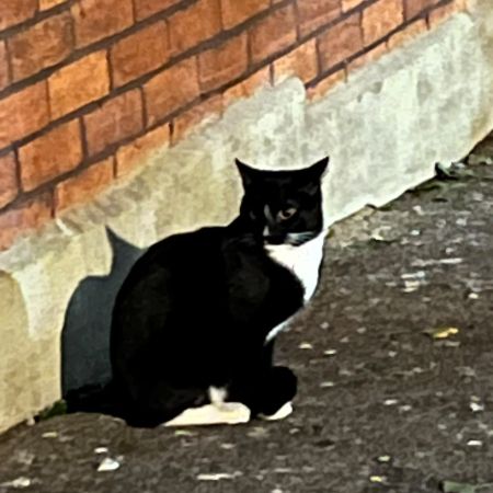 Found Unknown - Other Cats in London