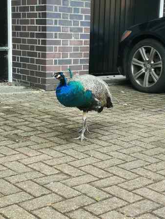 Found Peacock Birds in London