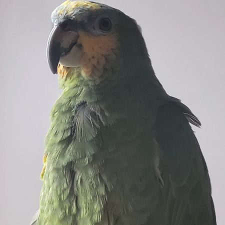 Lost Bird Parrot, Parakeet from Stoke-on-trent ST4 Staffordshire