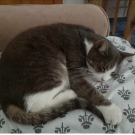 Missing Unknown - Other Cats in London