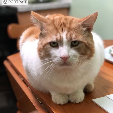 Missing Unknown - Other Cats in Catford