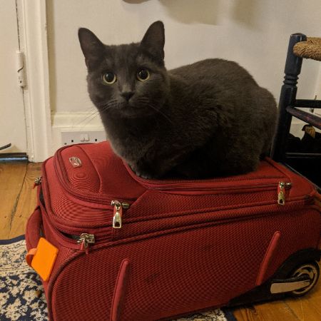 Missing Unknown - Other Cats in Islington