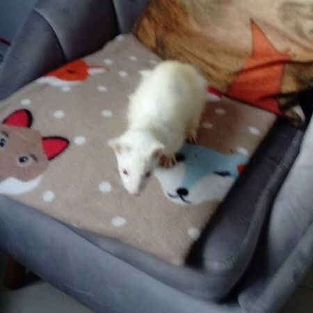 Missing Unknown - Other Ferrets in London