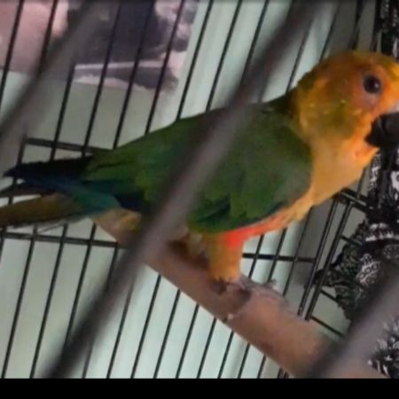 Missing Parrot, Parakeet Birds in Downham Market