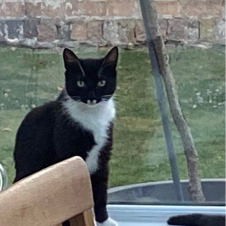 Missing Domestic Short Hair Cats in Dudley 