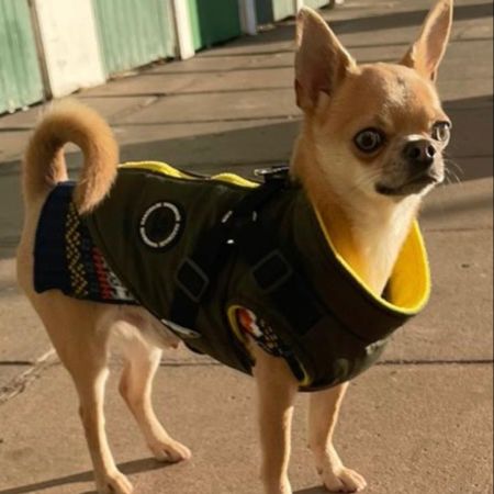 Missing Chihuahua Dogs in London