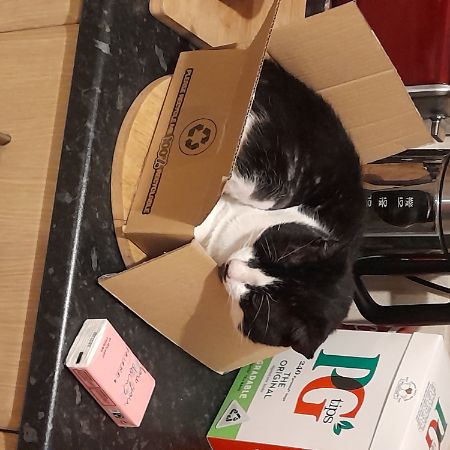 Missing Unknown - Other Cats in Queensferry